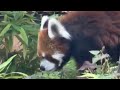 23歳の誕生日に風太くん　お散歩‼️ レッサーパンダ　千葉市動物公園　2026年7月5日