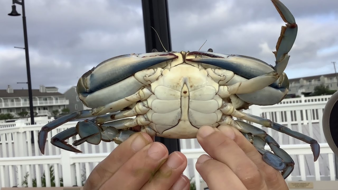 Crabbing at Barnegat NJ YouTube