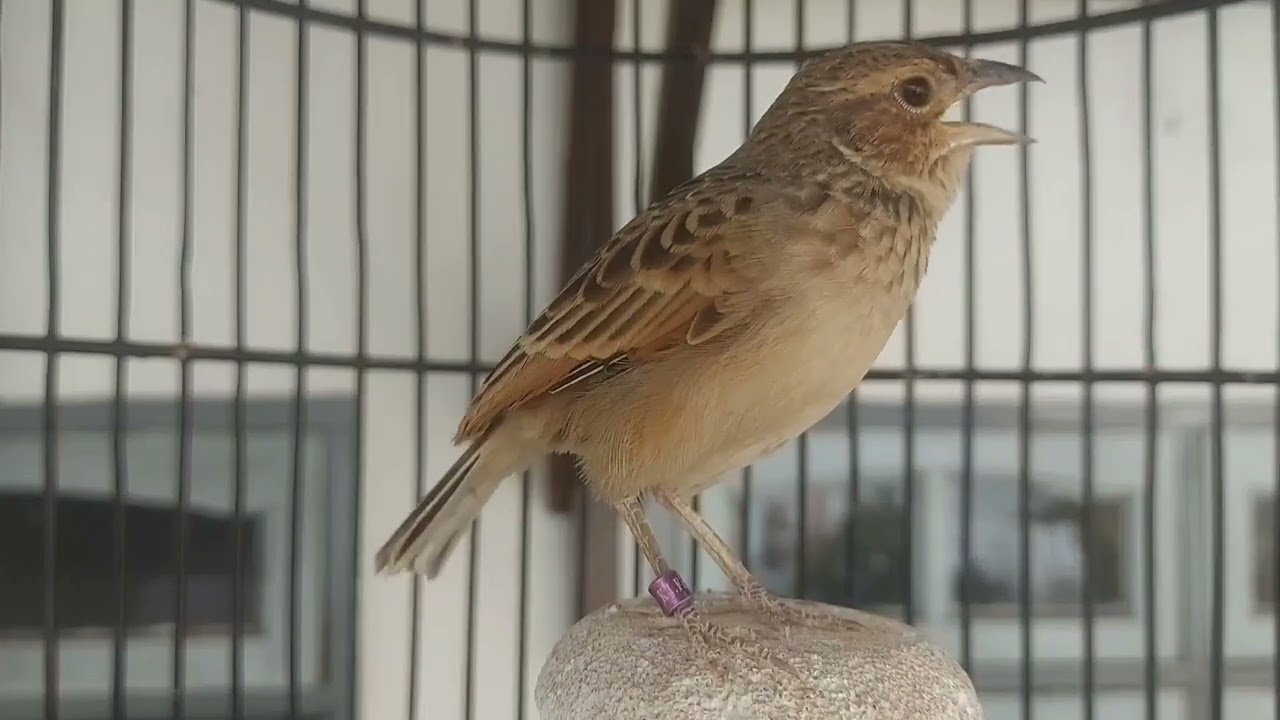 Branjangan javanika gacor