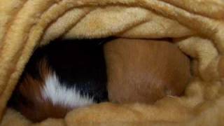 Merschweinchen Können Pupsen