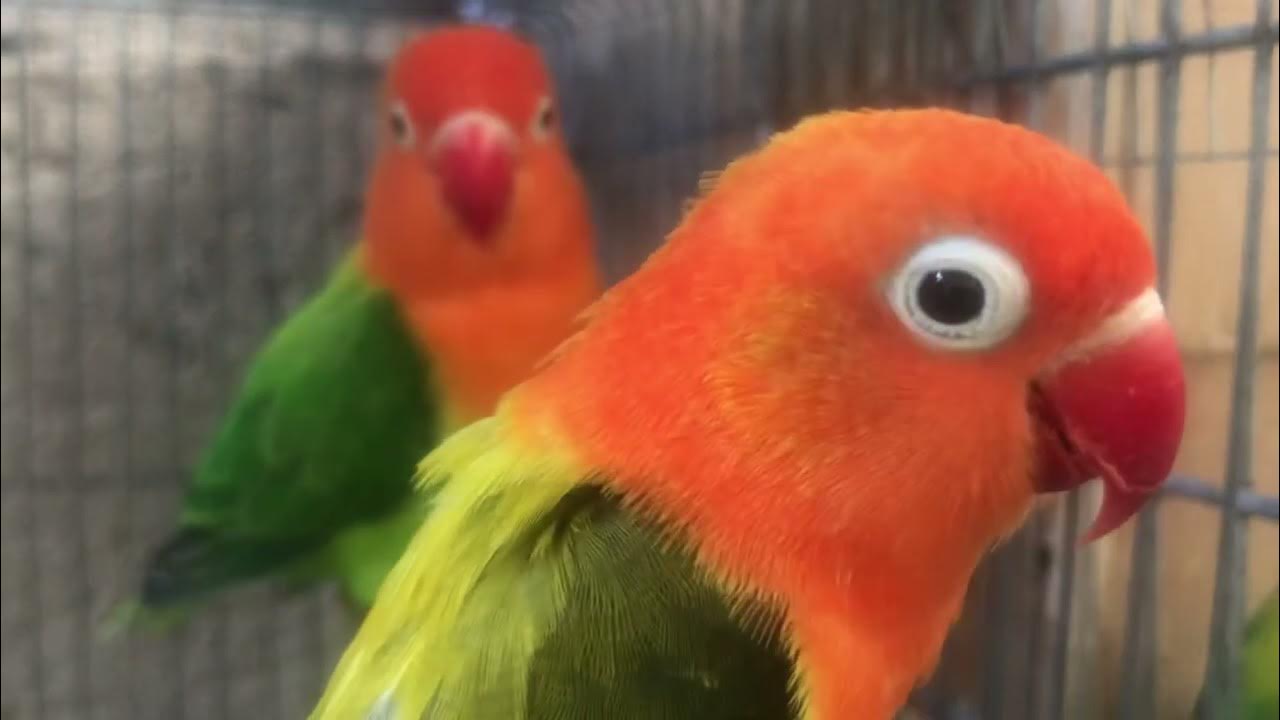 AFRICAN LOVE BIRDS ALBS2 - YouTube