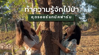 ทำความรู้จักไม้ป่าที่บ้านเรา จุดเริ่มต้นของความอุดมสมบูรณ์ | Udon Organic Farm