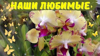 Орхидеи на любой вкус! Обзор орхидей в гипермаркете «Леруа Мерлен»