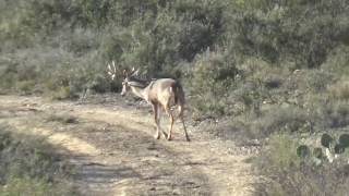 Hvy 9pt w/ Split Brow