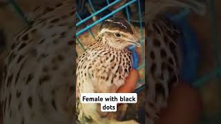 difference between male and female. quail