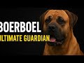 Inside the World of the Boerboel: The King of Guard Dogs