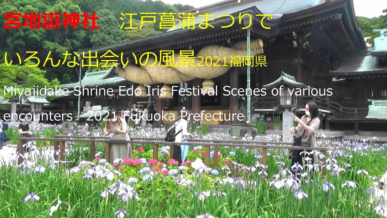 Download 宮地嶽神社 菖蒲祭り