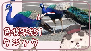 【一緒に朝活】色模写の火曜日＃５１【ゆる～くお絵描き】