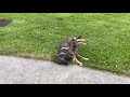 Protection Dogs Play &quot;Bazinga&quot; 8Wk &amp; &quot;Macho&quot; 1Yr 8MO Lovefest German Shepherds Training/Development