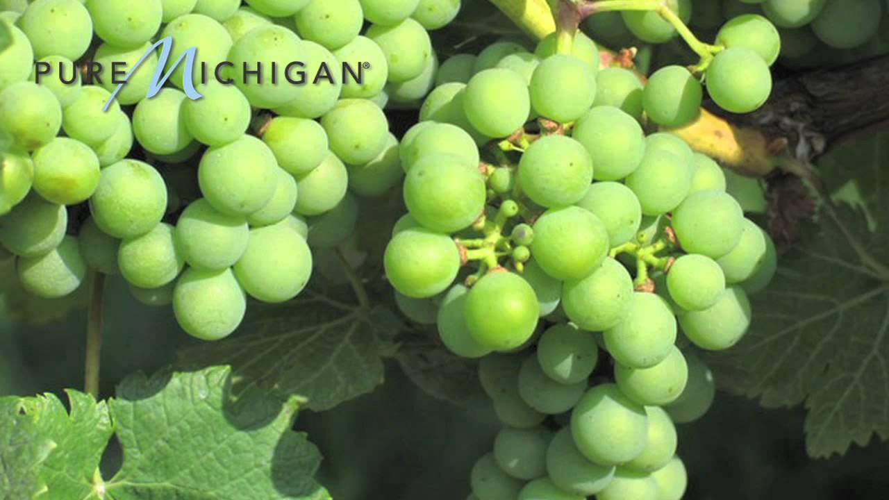 Michigan Grape and Wine Industry Pure Michigan YouTube