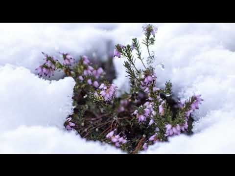 Soothing Music For Deep Sleeping •Stop Anxiety & Stress •Mind Relaxing Sounds Dashh25