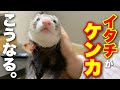 フェレットがガチ喧嘩するとこうなります。