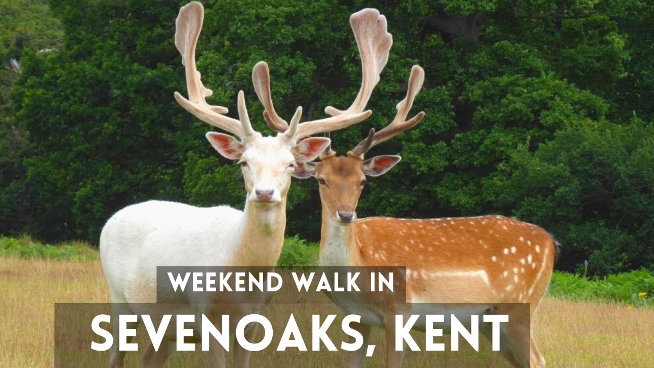 BEST HIKE in SEVENOAKS, ENGLAND | LONDON Weekend Hike