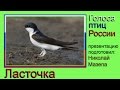 Ласточка. Голоса птиц Росии