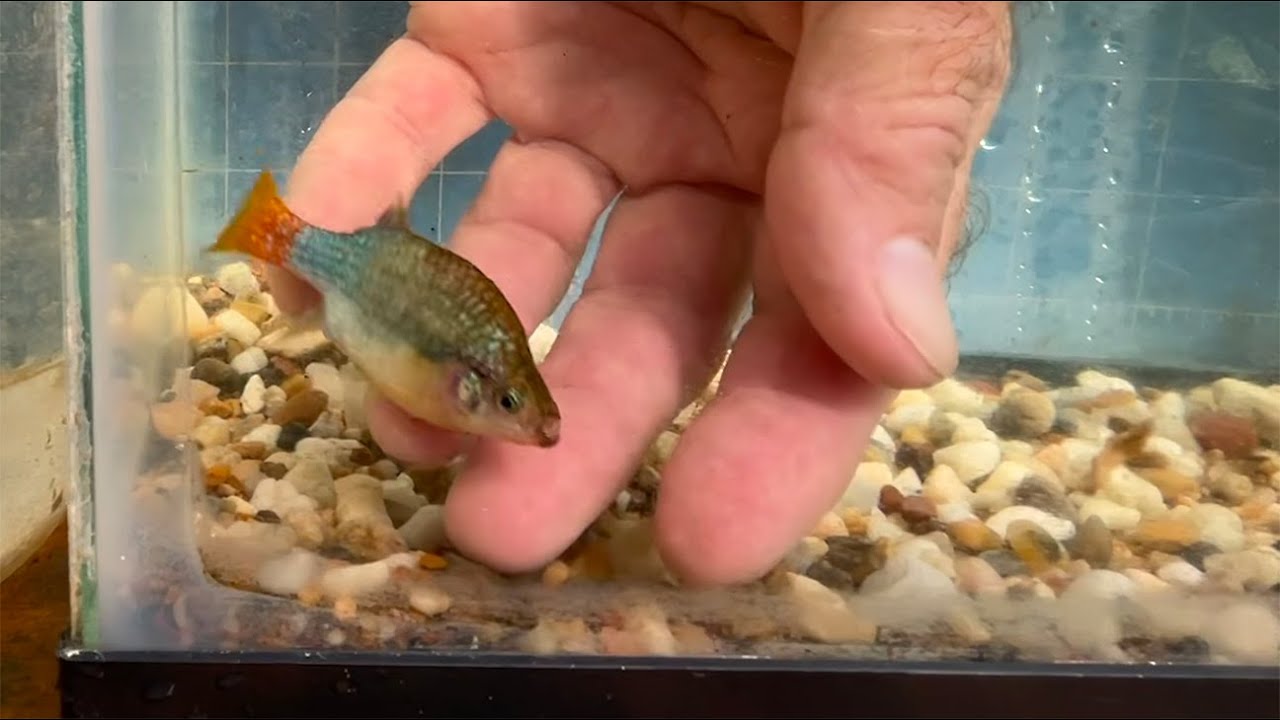 Xenotoca eiseni, a livebearer from the central plateau of Mexico.