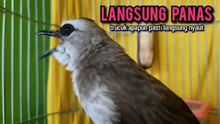 trucukan gacor ROPEL PANJANG buat pancingan trucukan agar bunyi JADIKAN burung trucuk gacor EMOSI