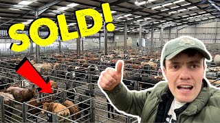 The Most Cows We Have Ever Bought