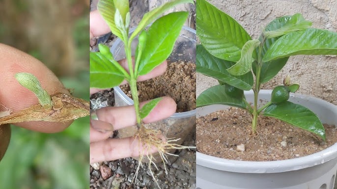 5 Ways To Quick Guide Growing Guava For Larger 2024