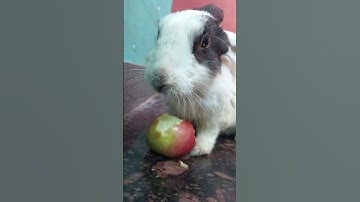 cute rabbit video like subscribe to share 👍🏼🐇