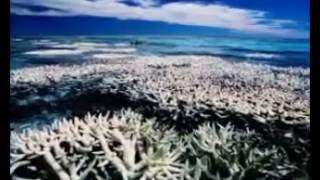 Great Barrier Reef is 'almost dead', say scientists