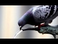 Yanan Kalbe Devasın Sen - Yaman Dede - (Seslendiren İbrahim Sadri)