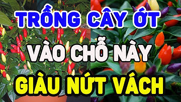 NÊN TRỒNG CÂY ỚT Ở ĐÂU ĐỂ HÚT TÀI LỘC VÀO NHÀ, TIỀN VÀNG ÙN ÙN KÉO ĐẾN TIÊU 3 ĐỜI KHÔNG HẾT?