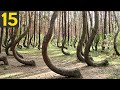 15 Most Unusual Forests