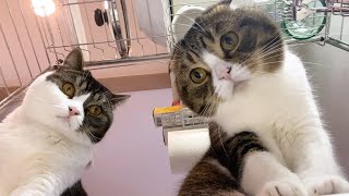 親子猫に気になる物があるようで…笑