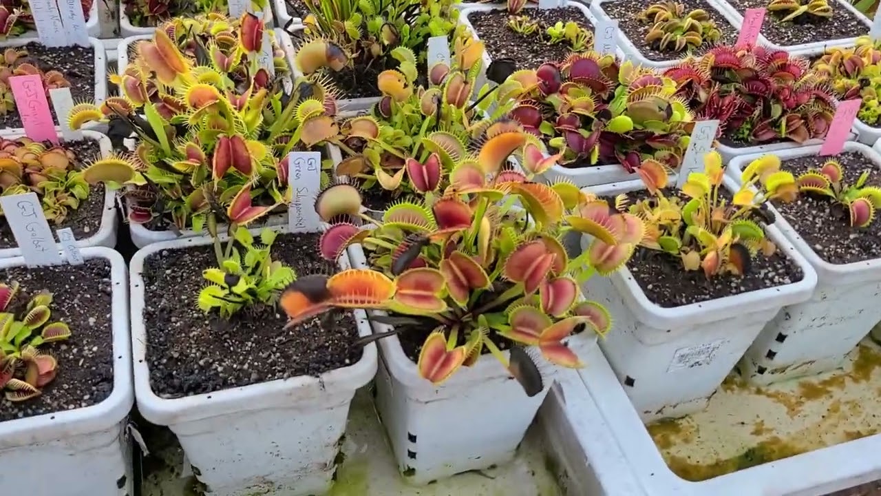 maxresdefault.jpg?sqp=-