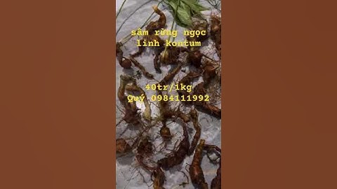 17/11/2024 ký #sâm rừng già đanh mắt chi chít cực ngon vừa xuống núi Bao chuẩn sâm#sâm_ngọc_linh