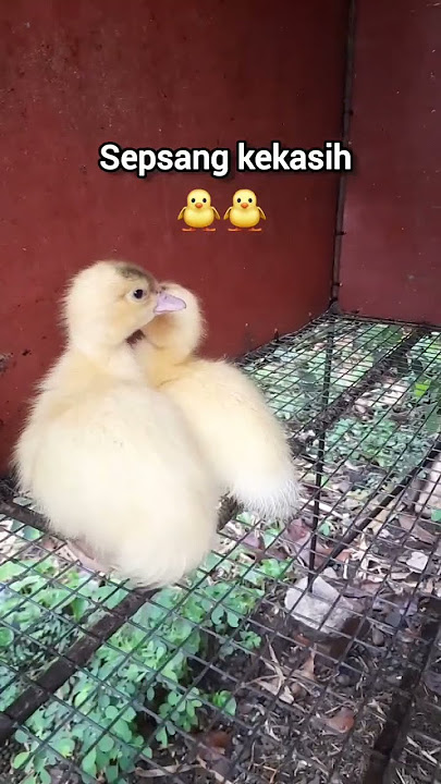 SEPASANG KEKASIH⁉️