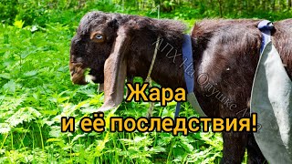видео: Жара и её последствия для козы. Понос, снижение удоев, ацидоз, отказ от сена. картинка: Жара и её последствия для козы. Понос, снижение удоев, ацидоз, отказ от сена.