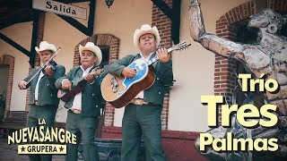 Musical: Trío Tres Palmas - Para no pensar en tí