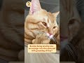Besides being mischievous, are orange cats also obsessed with grooming all day? #cat #cutecat #funny