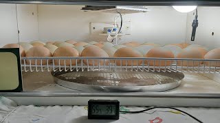 TUDO SOBRE ICUBAÇAÔ DE OVOS DE GALINHA NA CHOCADEIRA.