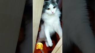 #cat#милота😻#youtubeshorts#sorts