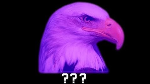 15 Eagle Sound Variations in 30 Seconds