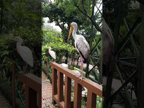 Video: Kuala Lumpur'daki Hayvanat Bahçesi