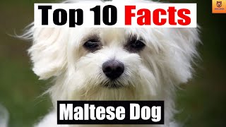 Maltese Dog  Top 10 Facts |Animal Insider|
