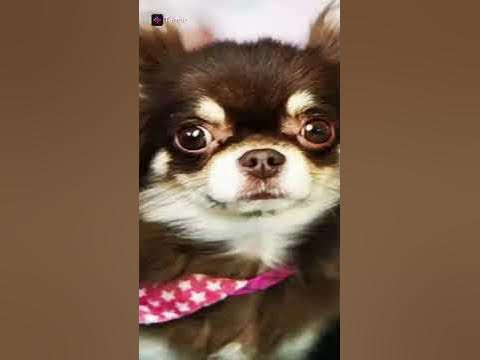 Мэджик петс!💙 - YouTube