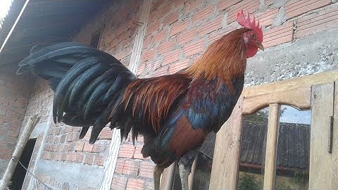 Ntsuag lau qaib dib qua zoo kaug li 2020