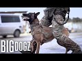 This Belgian Malinois Is Trained To A Military Standard | BIG DOGZ