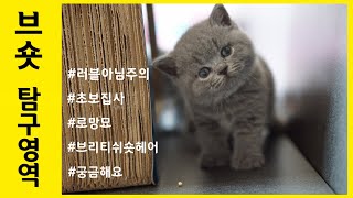 [뽕스타운] 집사들의 로망묘 브숏 탐구생활! 브리티쉬 숏헤어가 궁금해요! (Let's learn about British Shorthair cat.)
