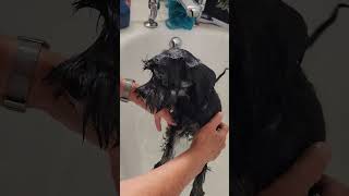 Miniature Schnauzer Bathing