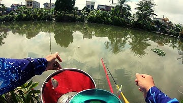 Gặp đàn cá diếc giật mỏi tay,nhìn phao sướng mắt l CẦN THỦ ĐẤT CẢNG