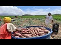 Uma grande colheita de batata doce em São Bernardo Carnaubal Ceará.