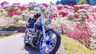 ハーレーブレイクアウト4台で日本一綺麗な桃源郷を走る　南信州　阿智村　花桃の里　赤白ピンク3色の花が咲き誇るグラディエーションが圧巻の光景 #harley#breakout#花桃の里