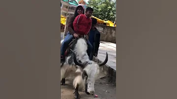 yak ride in Manali