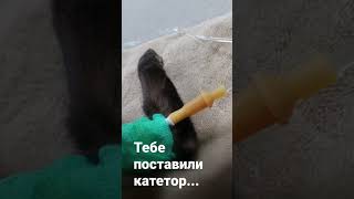 посвящается нашей любимой кошке &quot;Рокси&quot;... она ушла в Радугу 07.12.2021г.