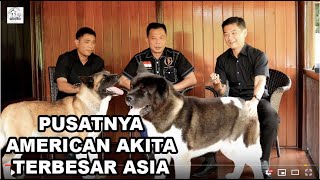 Pusatnya Anjing American Akita TERBESAR di Asia Tenggara Ada Disini!!!